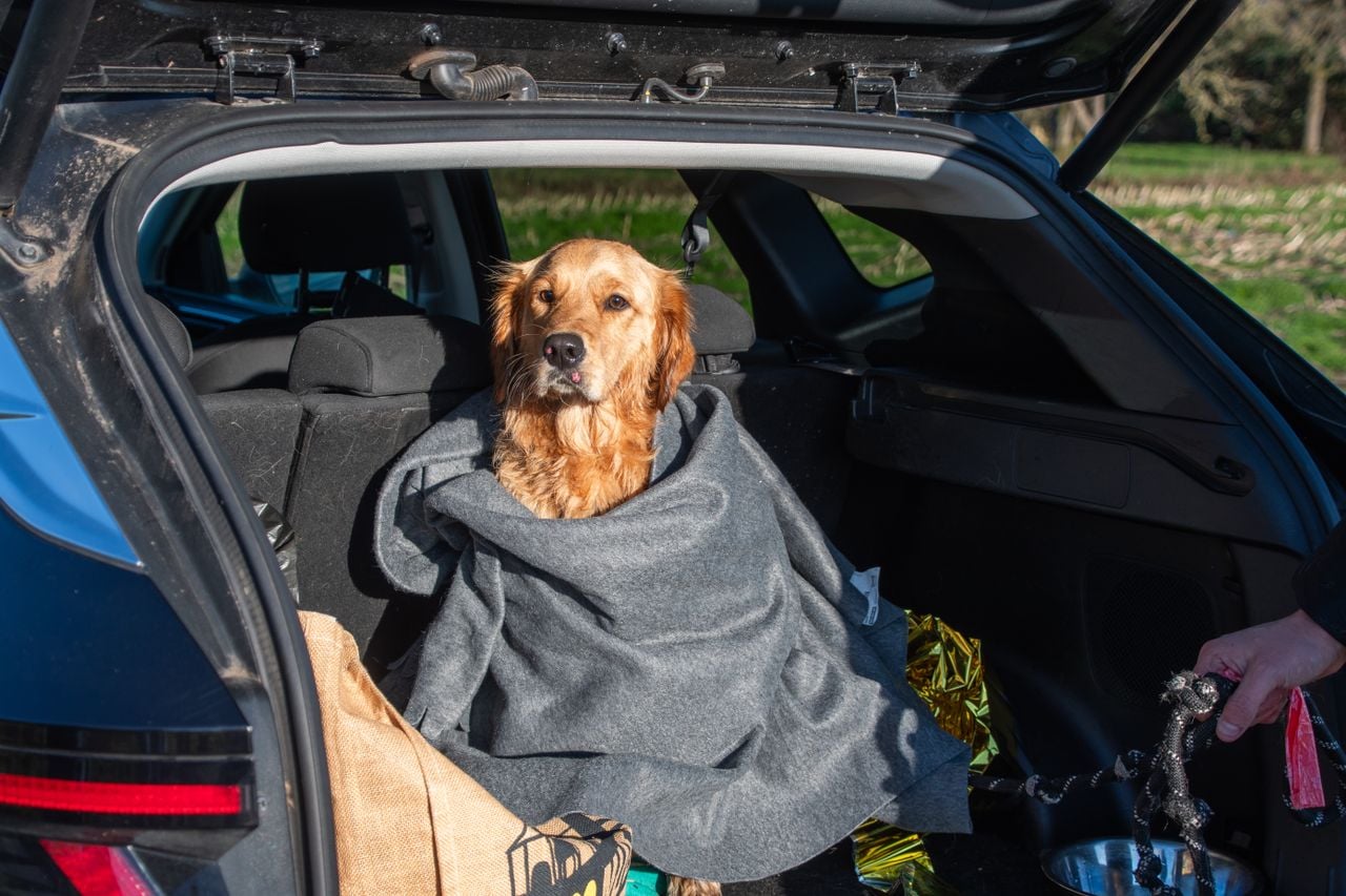 The dog warms up with a blanket (photo: Justin Egberts/Egberts Media).