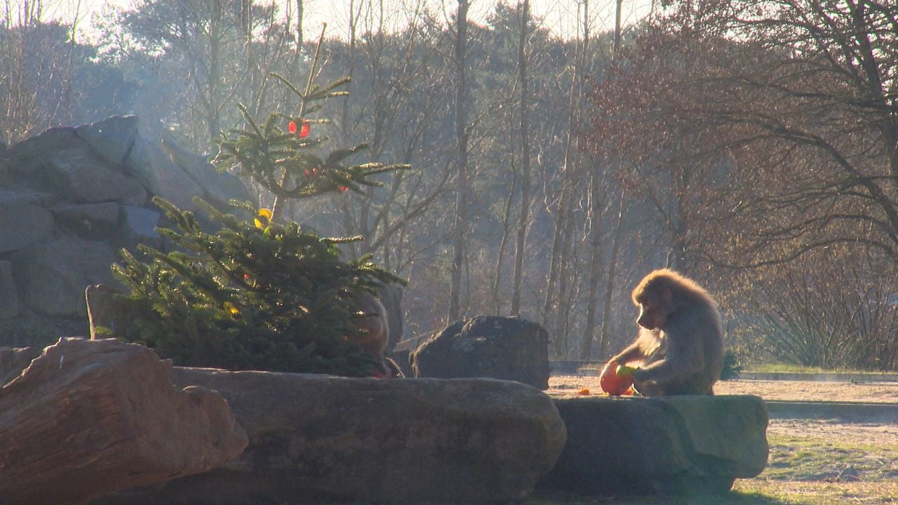 The baboons secretly eat the Christmas lunch 