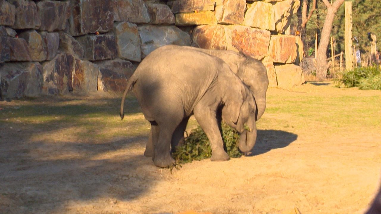 The little elephants also have a nice lunch