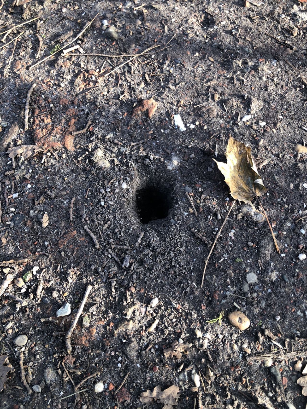 Mole hole (photo: Sjaak van den Berg).
