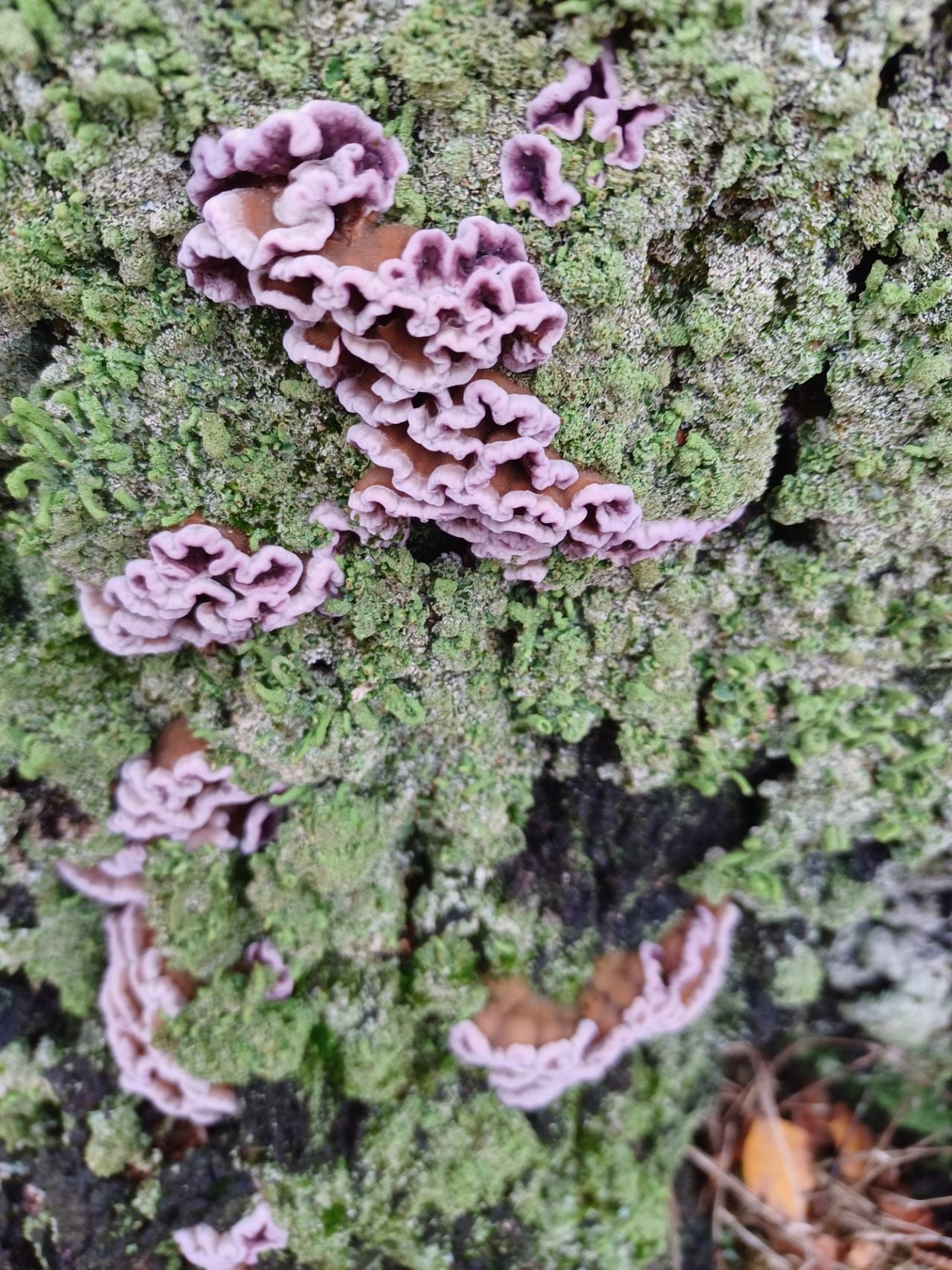 Purple scab fungus (photo: Ida van der Reijt).