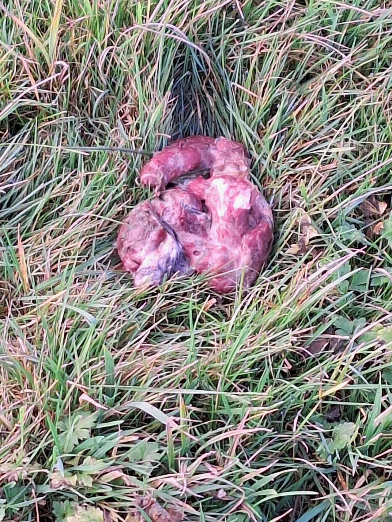 Faeces of a stone marten (photo: Dorien Sledsens).