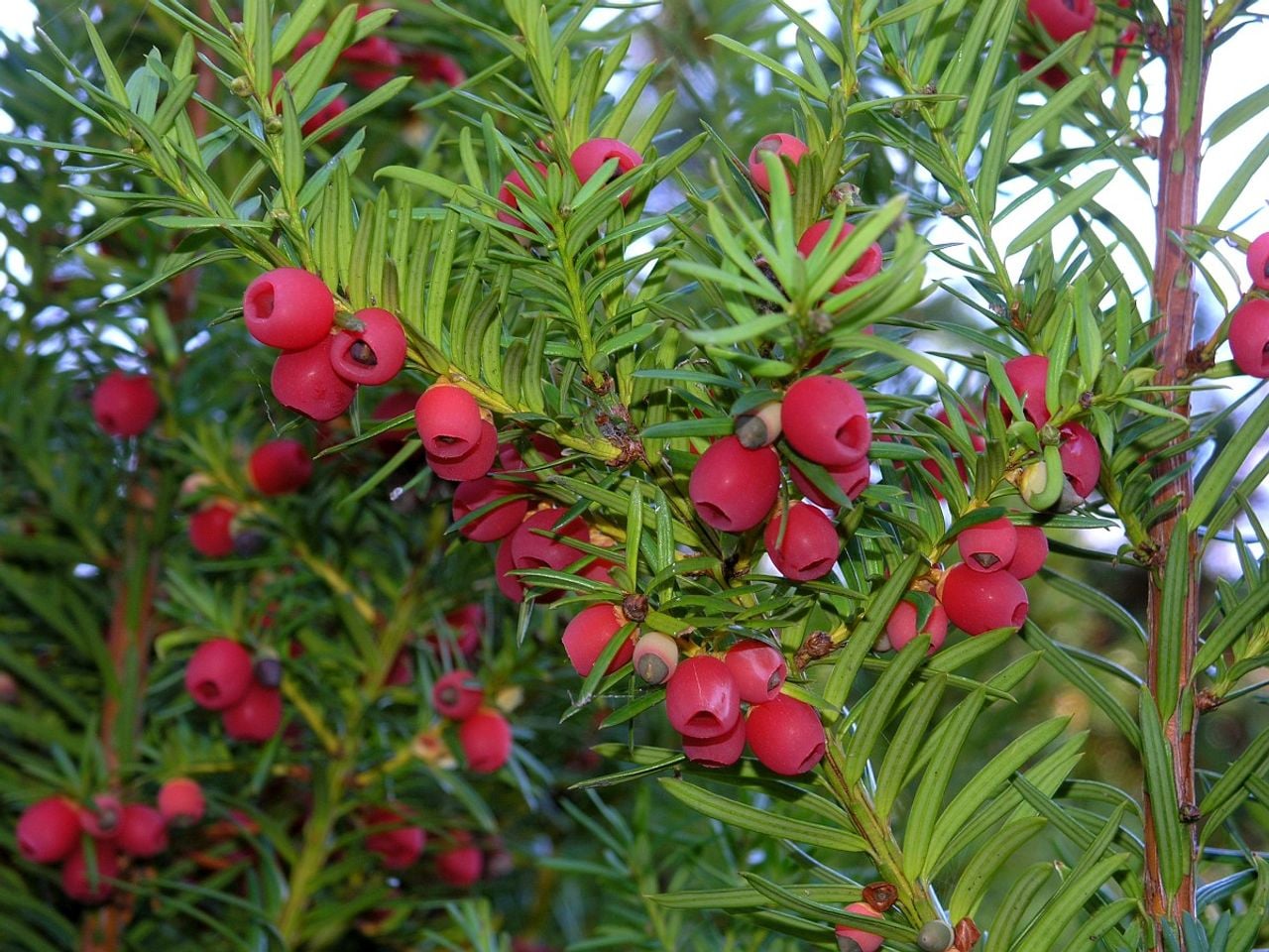 Fruits of the yew (photo: Hans Dekker/Saxifraga).