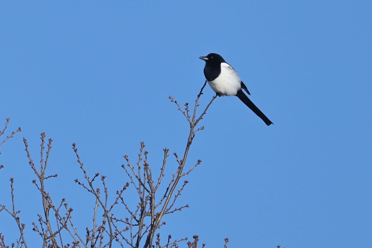 A magpie (photo: Tom Heijnen/Saxifraga).