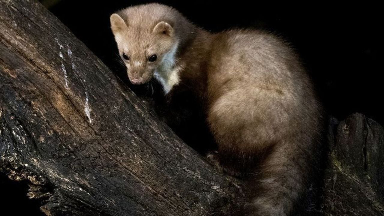 A stone marten (photo: Bart Vastenhouw).