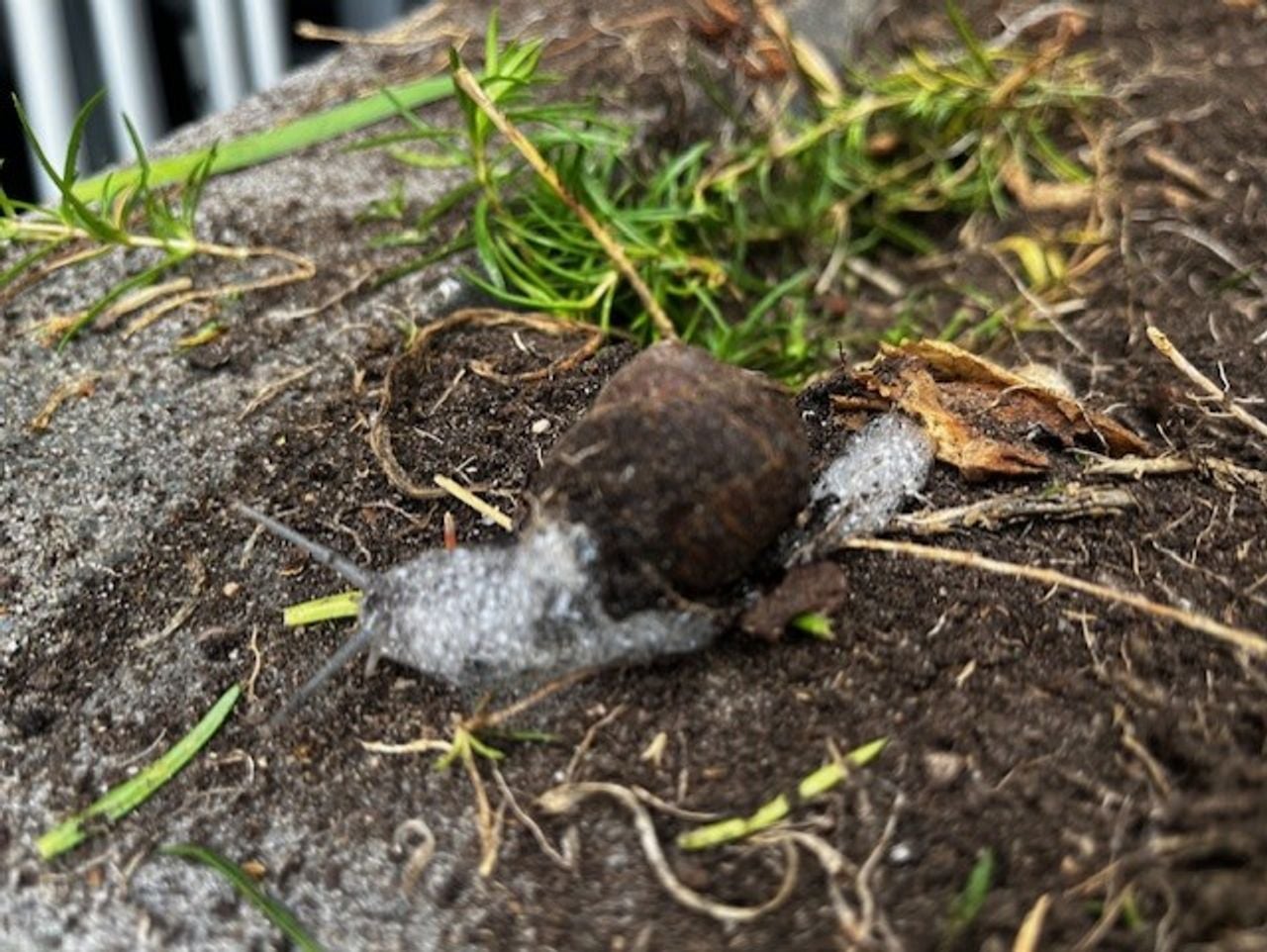 Shagrin snail in foam (photo: Marion Dirx).
