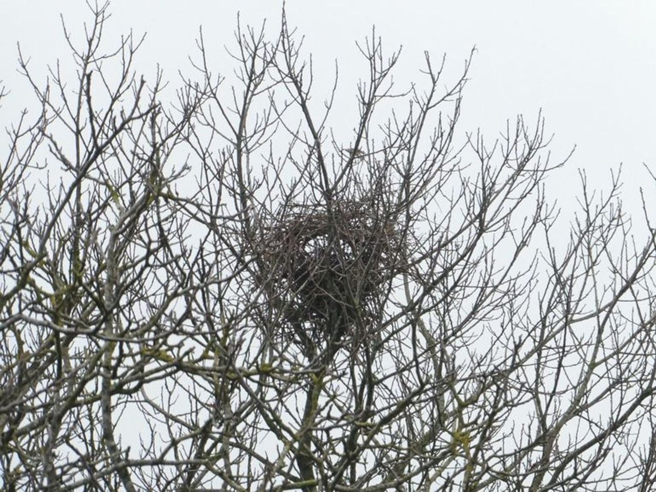 A magpie nest with canopy (photo: Mike Hirschler).