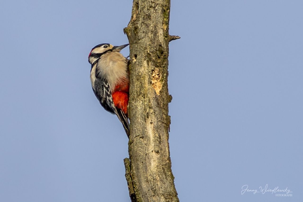 A great spotted woodpecker (photo: Jenny Wiedlewsky).