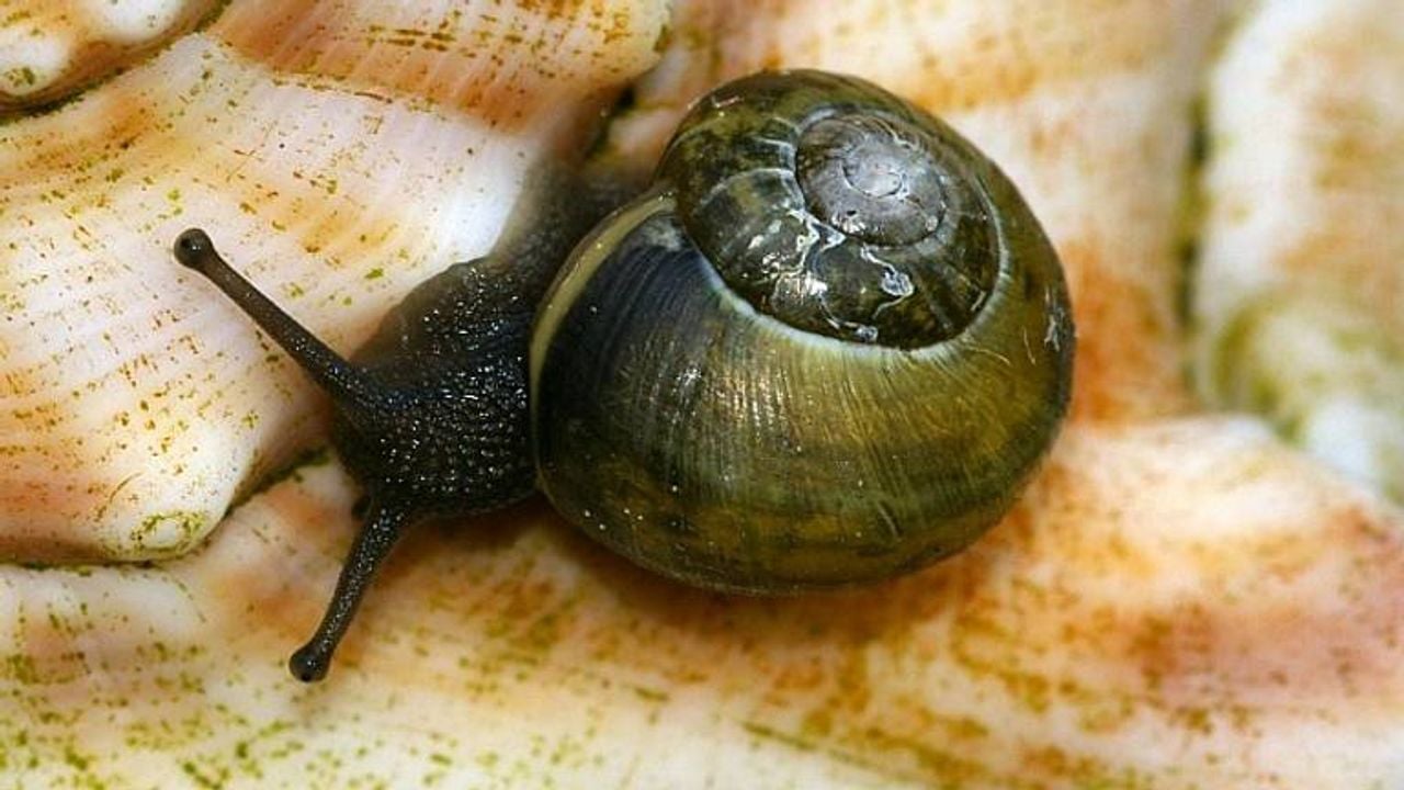 Green snail (photo: Sytske Dijksen).