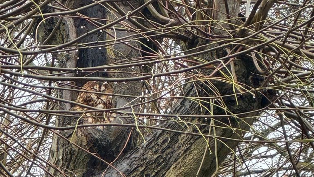 A tawny owl (photo: Frans Kapteijns).