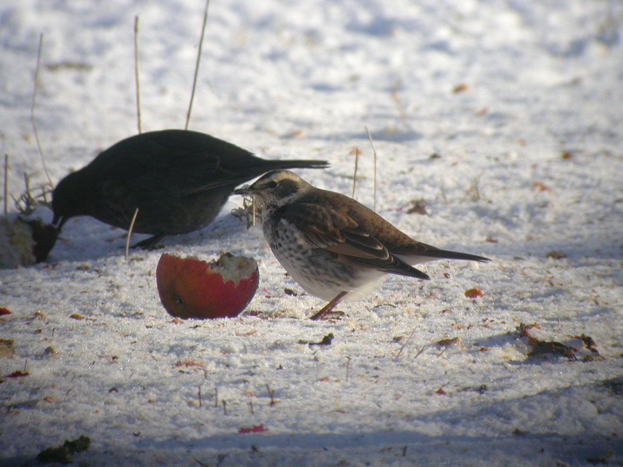 Brown thrush (photo: Peter Meininger/Saxifraga).