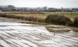 Flooded land in the Ooijpolder. The heavy rain makes harvesting difficult.