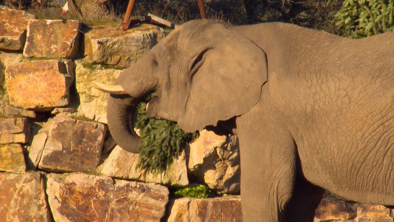 The elephants also eat the Christmas trees 
