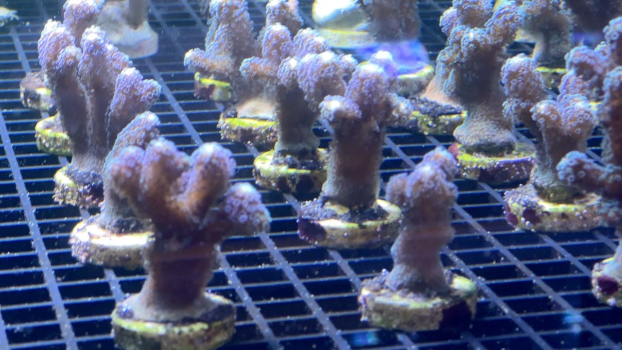 Coral being farmed.