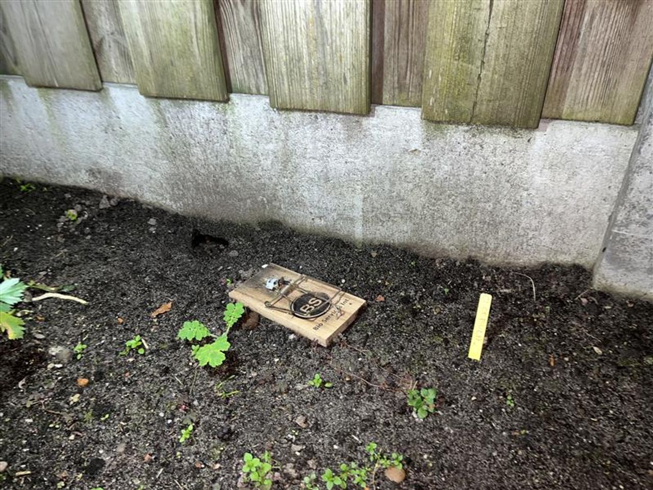 Neighbors have mouse traps in the garden (photo: Eva de Schipper / Omroep Brabant).