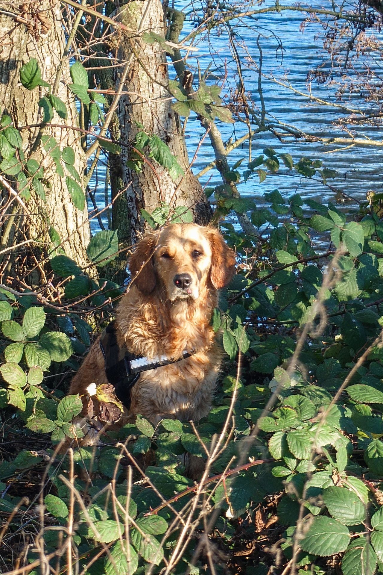 Puck was eventually found after a long search (photo: Justin Egberts/Egberts Media).