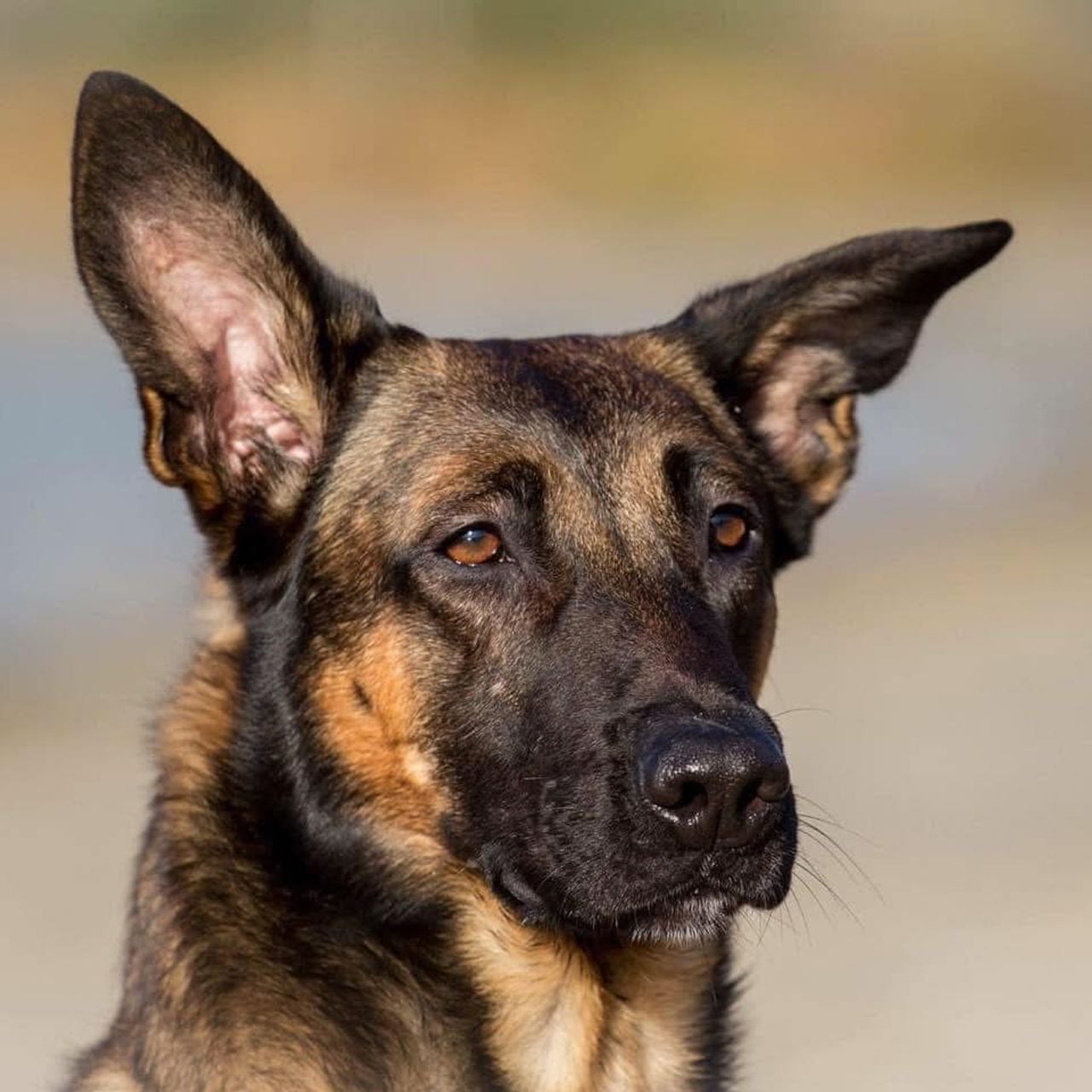 Herta, former police dog who helped John with his PTSD complaints (private photo). 