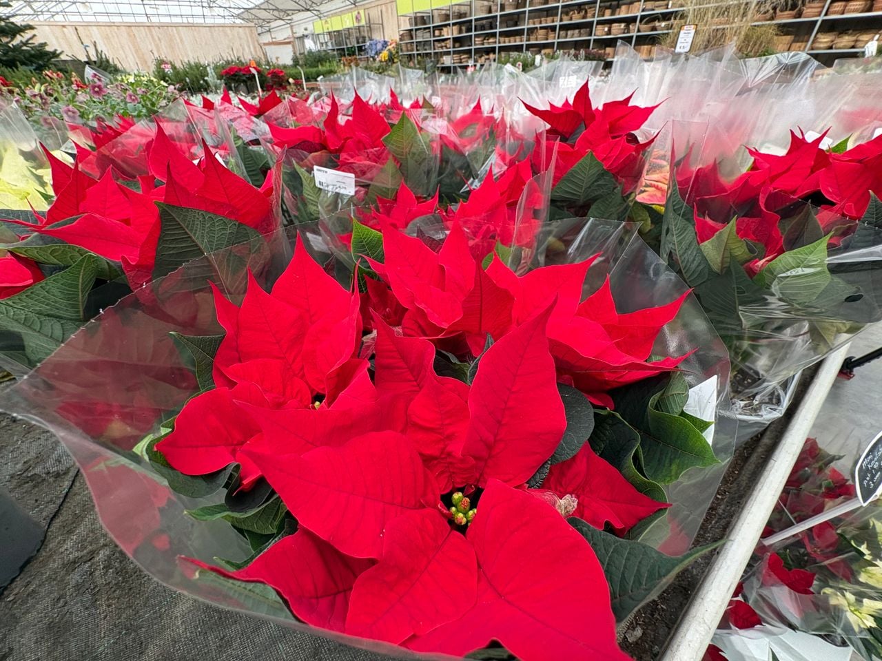 The poinsettia