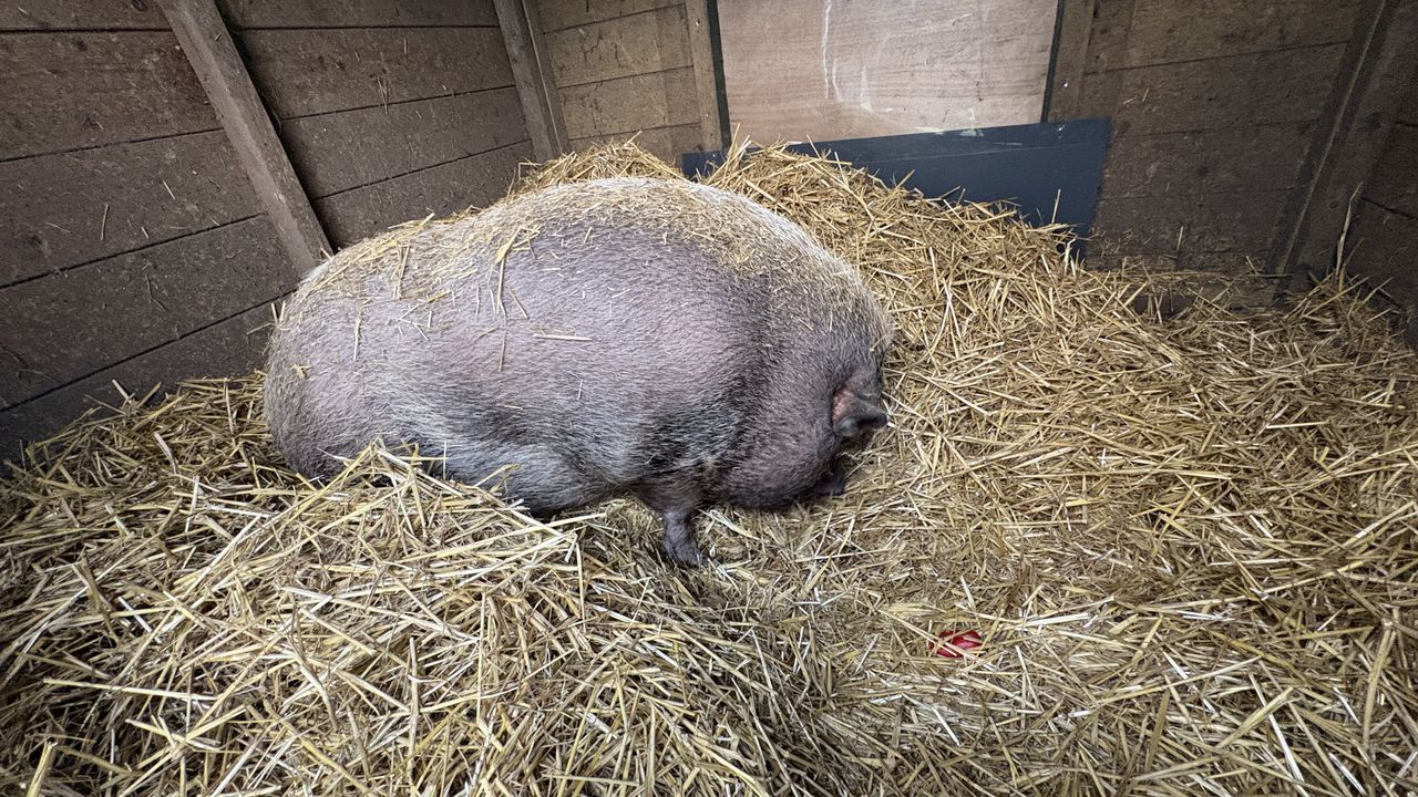 Pig Pumba in her house in the meadow near Dominique (photo: Wilco Zonneveld).