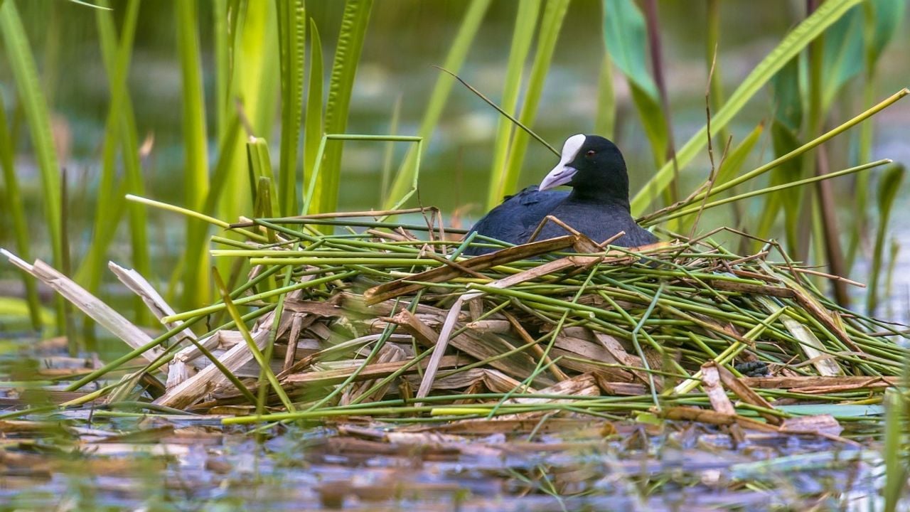 A coot (photo: Rudmer Zwerver/Saxifraga).