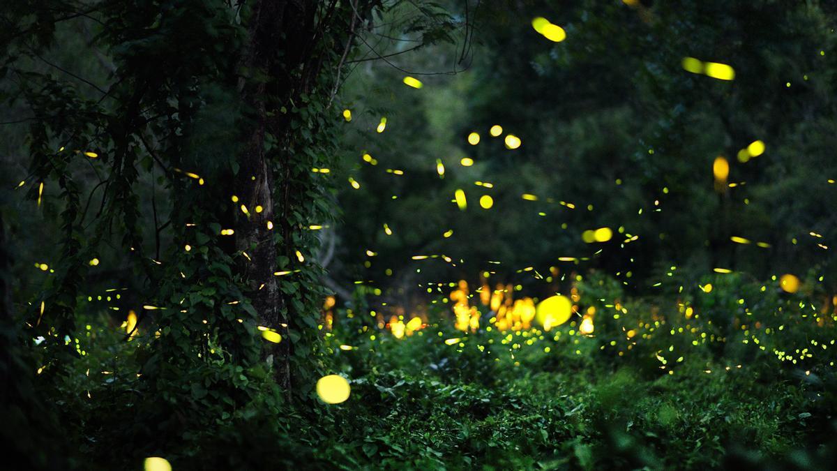 A swarm of fireflies fluttering in a forest