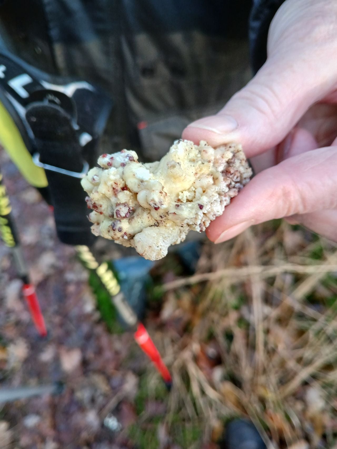 Clump of resin from pine or spruce. Photo: Jan de Kruijf