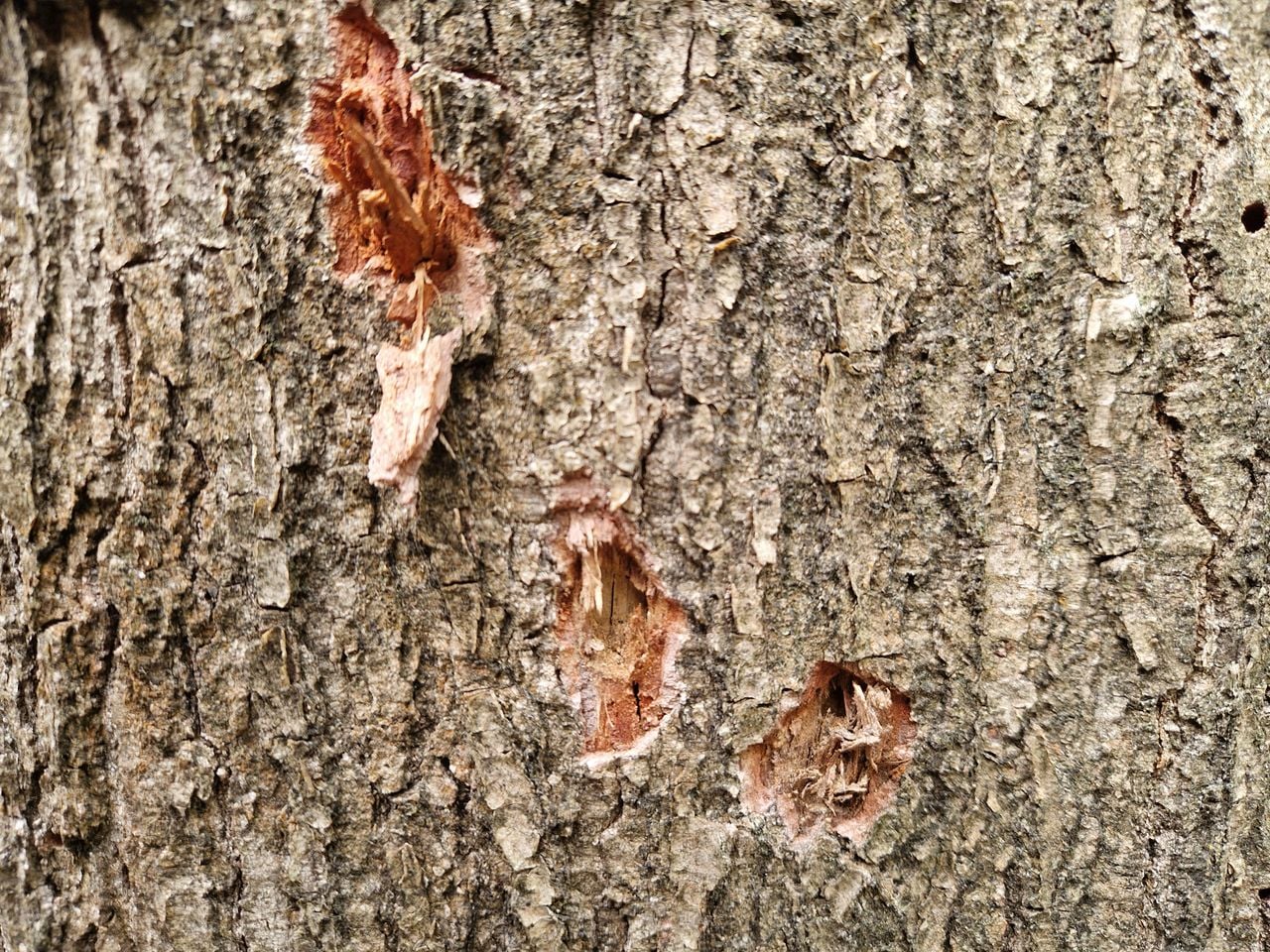 Holes in the bark of a tree.