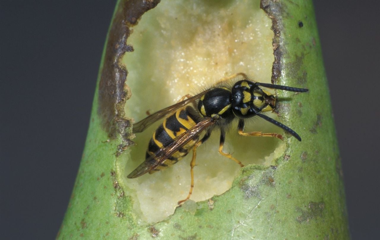 A common wasp.