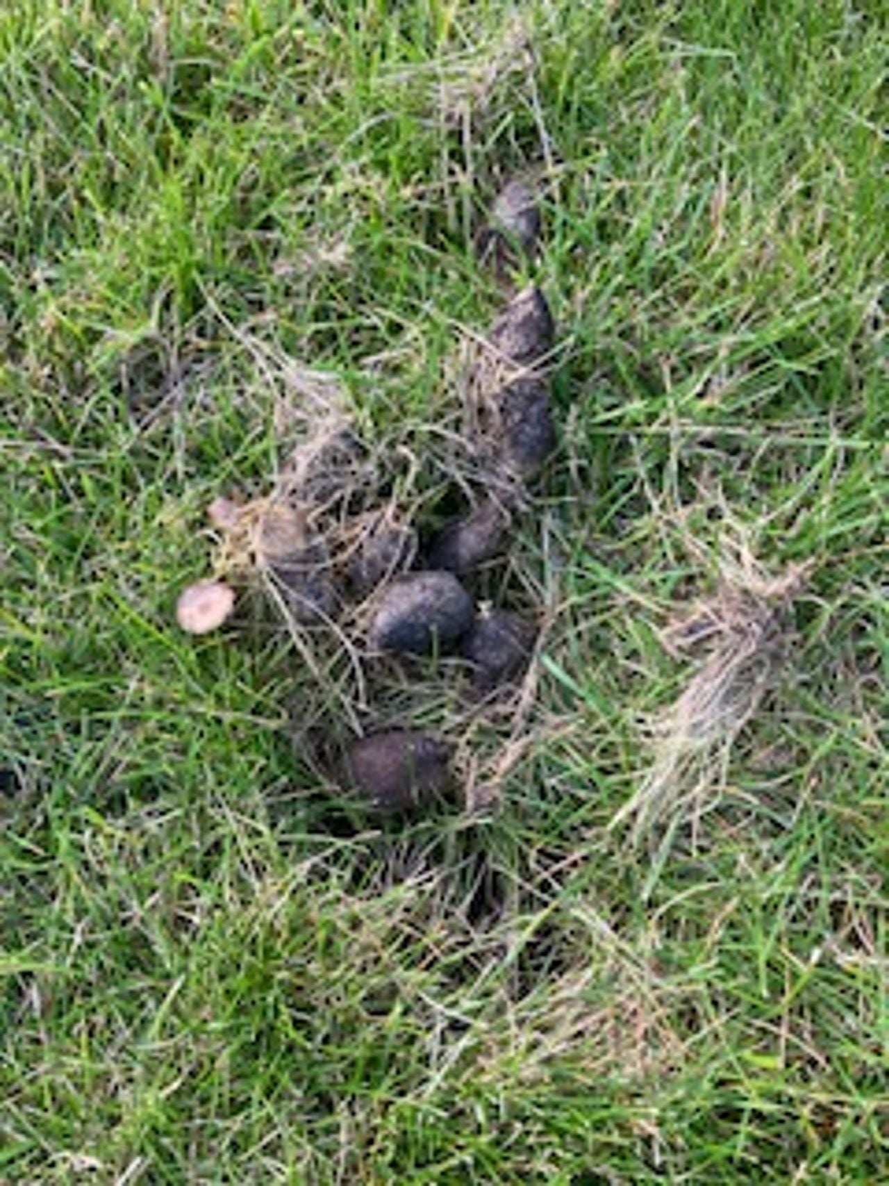 Droppings on the lawn. Photo Kees and Carla van Steen