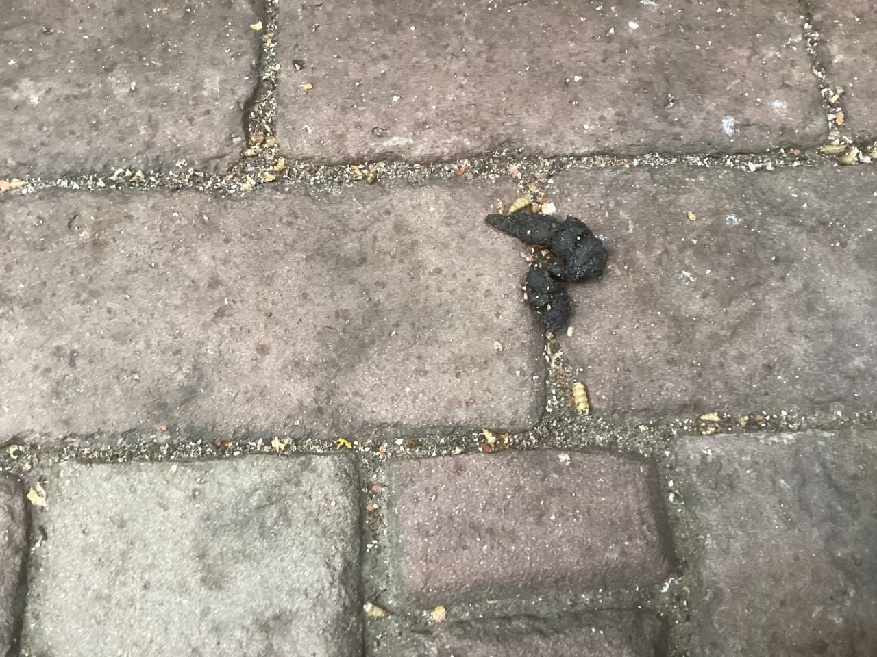 Hedgehog poop. M. van Bussel