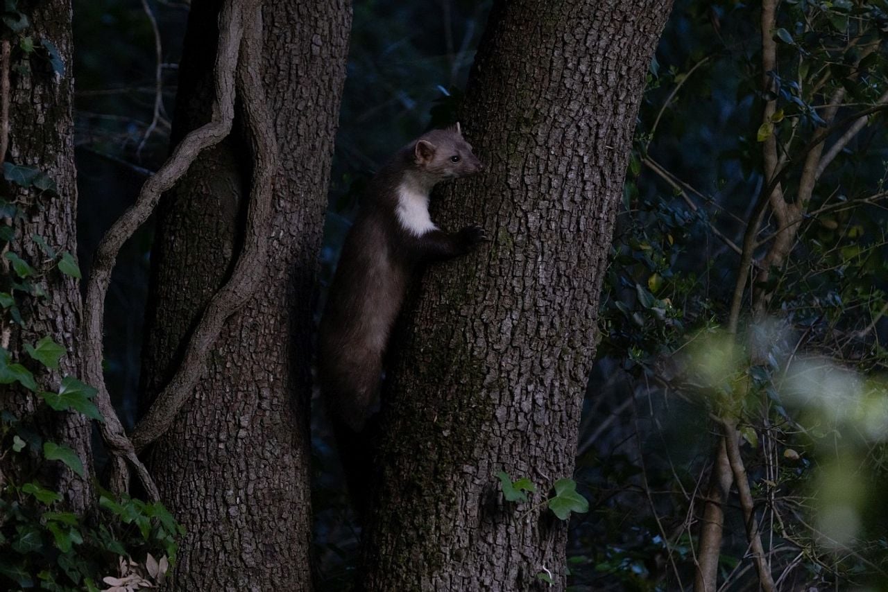 A stone marten. Photo Saxifraga Luc Hoogenstein
