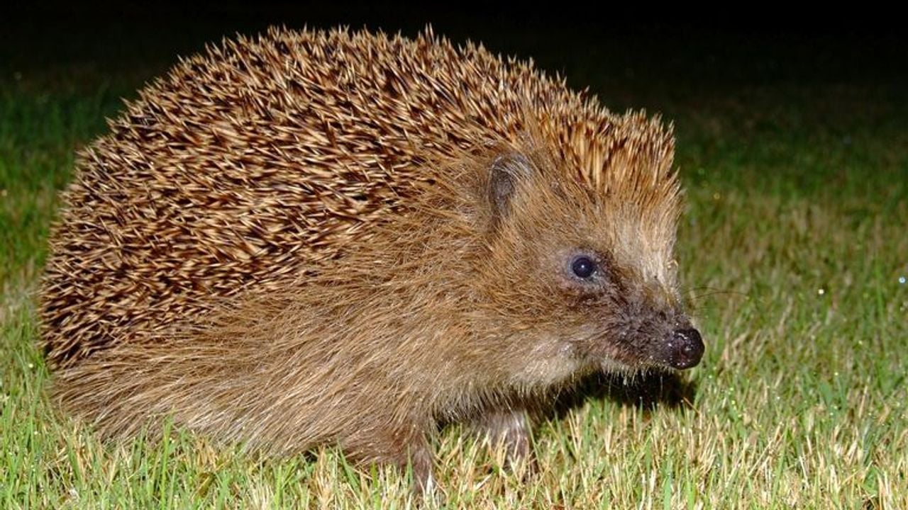 A hedgehog. Photo Rudmer Zwerver