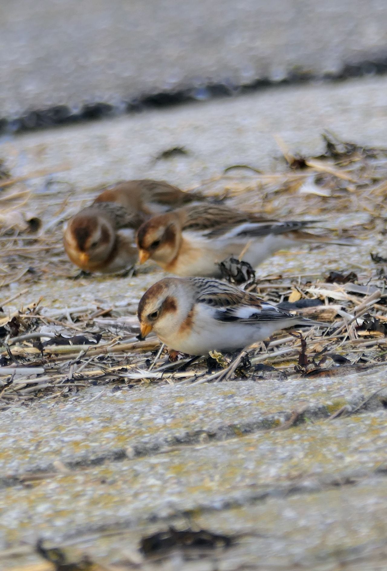 Snow buntings. Photo Marianne Wijten