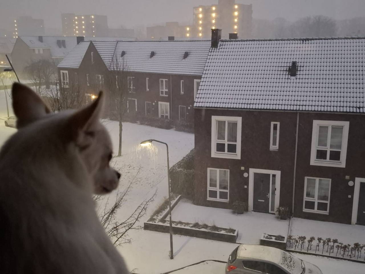 https://api.omroepbrabant.nl/img/f/$width$/$height$/0.50/0.50/cmV2aXNpb25zLzQ4MTQ4MzgtMS5qcGc_c2U9MjA0NS0wMS0wMVQxMCUzQTQwJTNBMDBaJnNpZz11dGdZT VprM2lHbFBWZ24wc1I3VWswQXl6JTJGMVhyaHlsRjUwaHowY04lMkJDWSUzRCZzcD1yJnNw cj1odHRwcyZzcj1iJnN0PTIwMjUtMDEtMDFUMTAlM0E0MCUzQTAwWiZzdj0yMDIwLTEwLTAy