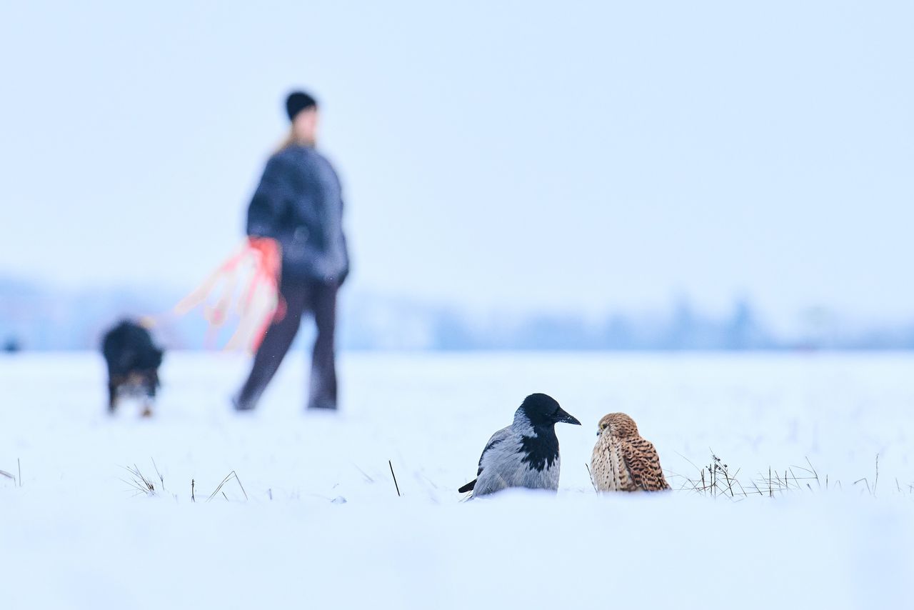 Birds search for food in Berlin.