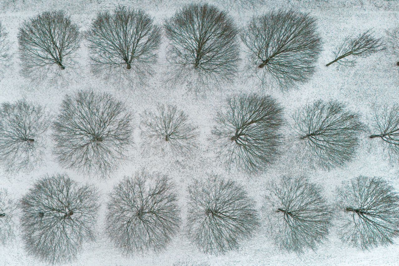 Snow-covered trees in Frankfurt on January 6.