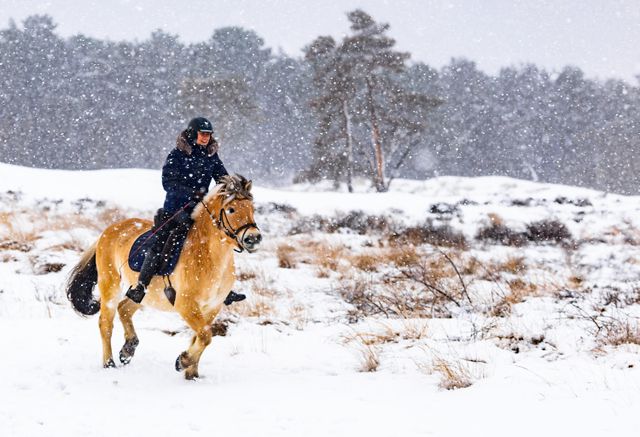 Horseback riding in De Loonse en Drunense Duinen National Park. 