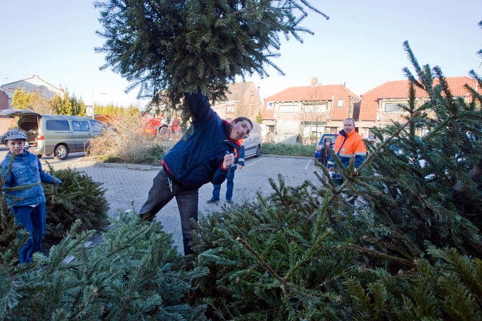 handing in a cherry tree in Zoetermeer