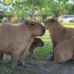Nordelta capybaras | Photo: CEDOC