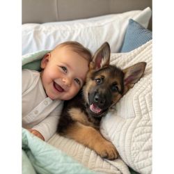 How to choose the best medical coverage for your pet. The keys that every tutor should know | Photo: CONTENT NEWS