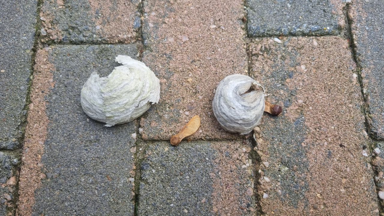 Presumably starting nests of a wasp. Photo Vic Huijgens