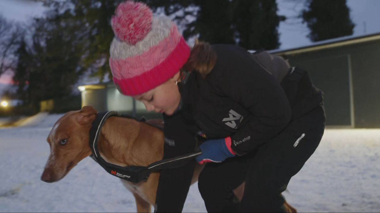 Zhora harnesses the dogs (photo: NOS).