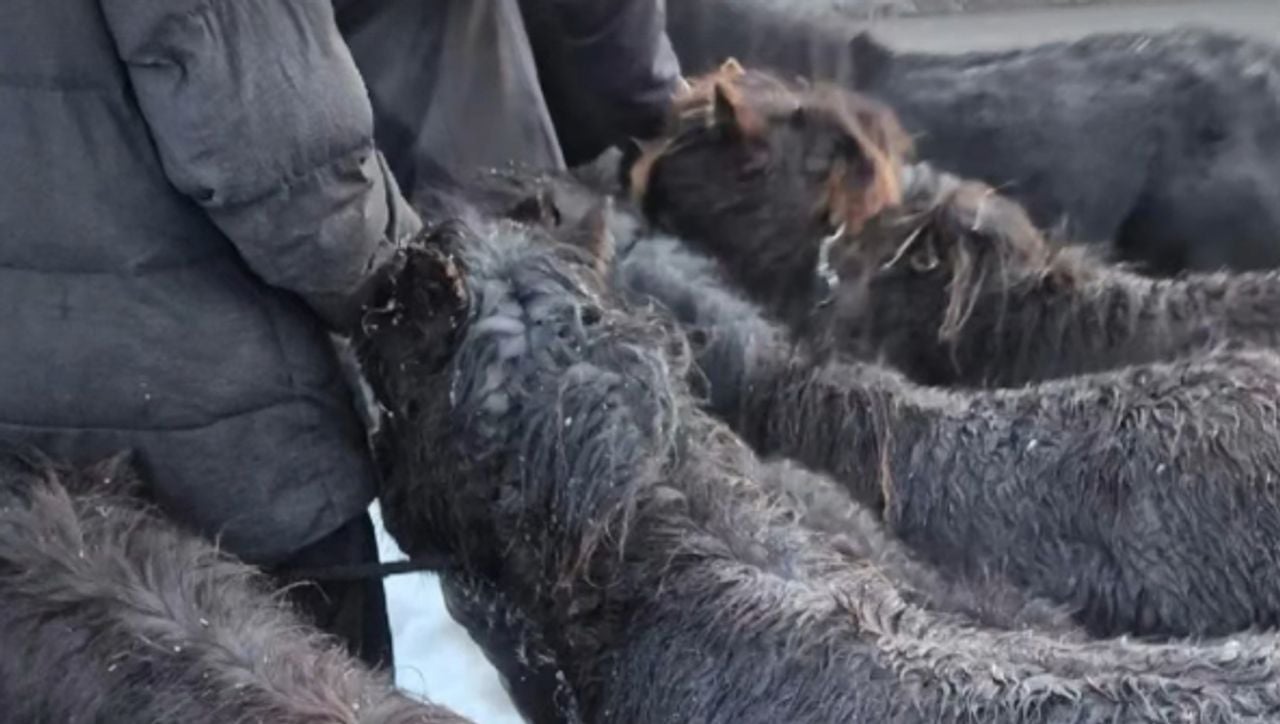The Shetland ponies were happy to see their owners again (photo: Groene Beemden Police).