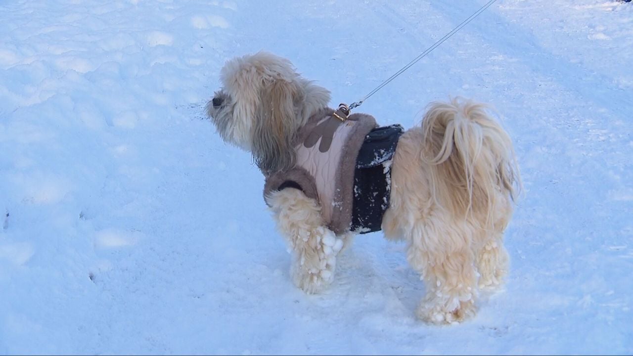 Dog with snow between its paws