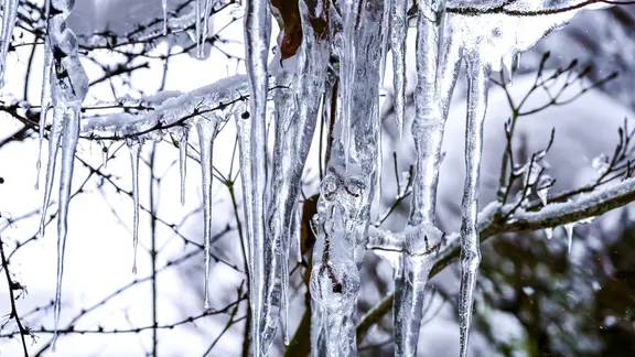 Long icicles on a tree.