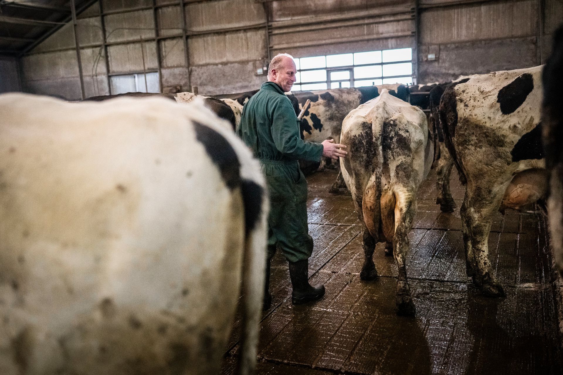 Farmer Jan Teade Kooistra on his dairy farm in Eagum.