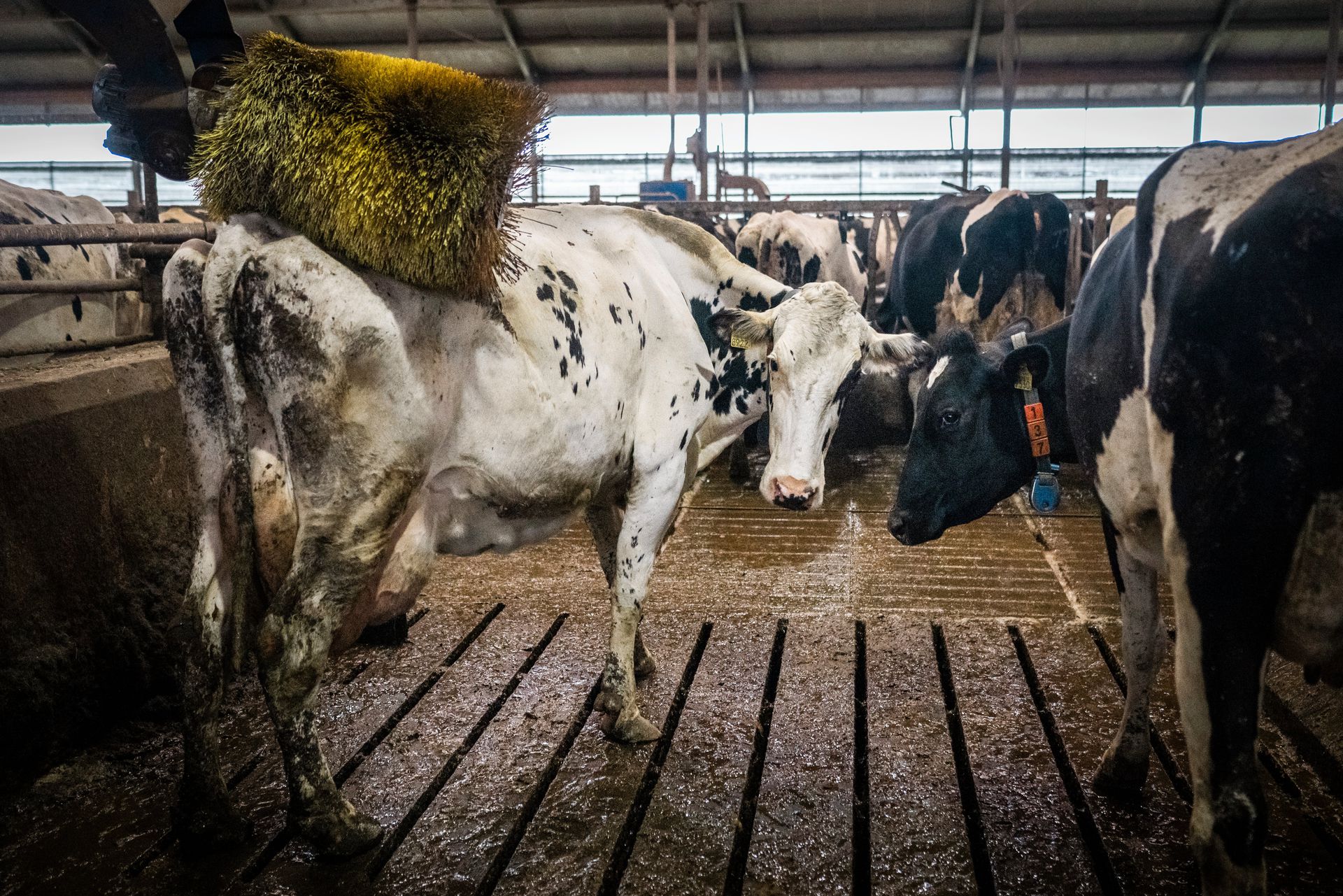 Dairy farm of farmer Jan Teade Kooistra in Eagum.