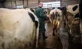 Farmer Jan Teade Kooistra on his dairy farm in Eagum