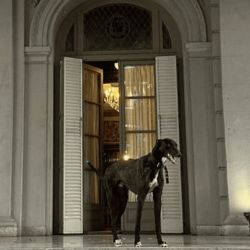 Gary Dog | Photo: CEDOC