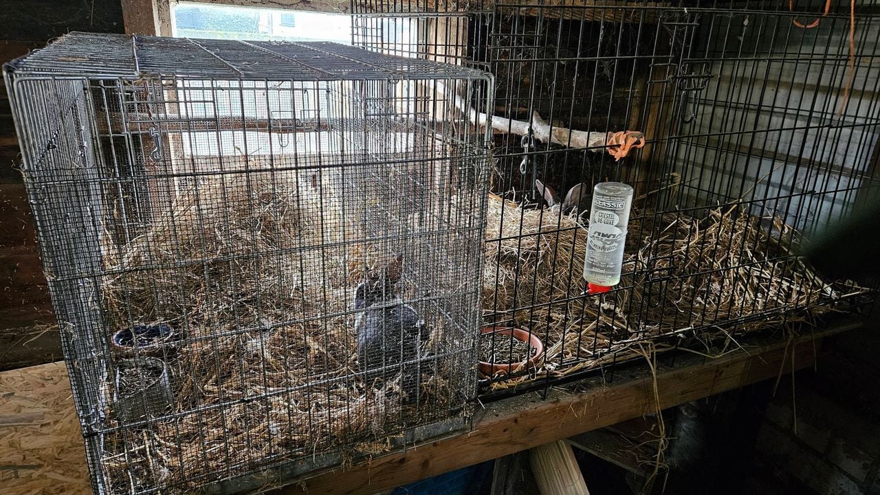The rabbits were given temporary shelter in a dog crate (photo: Daniëlle/Facebook).
